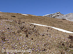 F046510: Krokusse in Berglandschaft