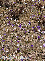 F046512: Frühlingsblumen: Krokus