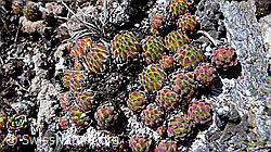 F046978: Blätter des Alpen-Hauswurz