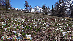 F047041: Bergfrühling mit Krokuswiese