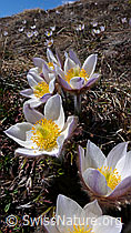 F047159: Bergfrühling mit Anemonen