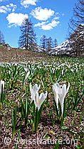 F047370: Alpwiese mit Krokus