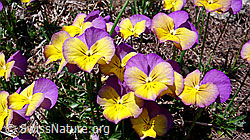 Foto: Langspornige Stiefmütterchen, mehrfarbig