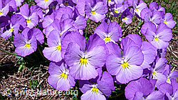 F047393: Viele Stiefmütterchen