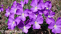 F047397: Langspornige Stiefmütterchen