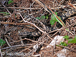 Foto: Getarnte Aspisviper (Vipera aspis)