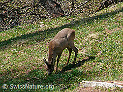 Photo: Rehbock beim Grasen