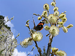 Photo: Admiral auf Sal-Weide