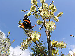 F047592: Schmetterling auf Zweig