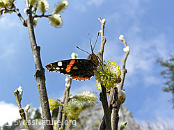 F047600: Admiral an Weidenkätzchen