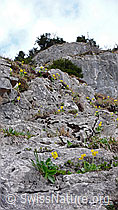 F047619: Felsstufe mit vielen Flühblümchen