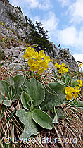 Foto: Felsen mit Flühblümchen