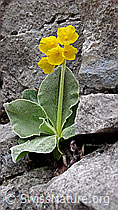 Foto: Flühblume im Fels