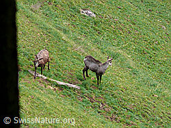 Photo: Gämsen