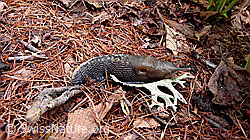 Foto: Sarner Schnegel (Limax sarnensis)