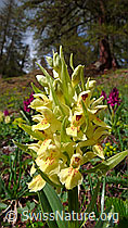 F048037: Gelbes Holunder-Knabenkraut (Dactylorhiza sambucina)