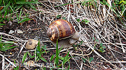 Foto: Weinbergschnecke (Helix pomatia)