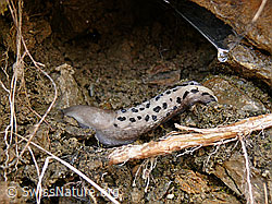Foto: Sarner Schnegel ( Limax sarnensis)