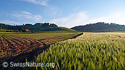 F048391: Kulturland mit Gerstenfeld