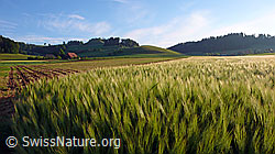 F048397: Getreidefeld