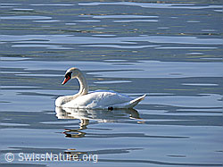 Photo: Höckerschwan (Cygnus olor) mit Spiegelung