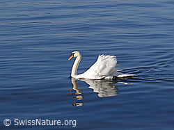 Photo: Schwimmender Höckerschwan (Cygnus olor) mit Spiegelbild