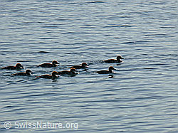 Foto: Kücken der Gänsesäger (Mergus merganser)