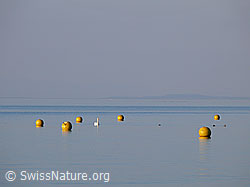 Photo: Höckerschwan (Cygnus olor) zwischen gelben Bojen