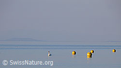 Photo: Schwan (Cygnus olor) und gelbe Bojen