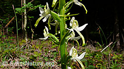Grünliches Breitkölbchen (Platanthera chlorantha) (F048735)