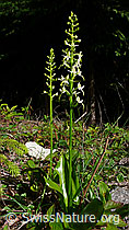 Grünliches Breitkölbchen (Platanthera chlorantha) (F048739)
