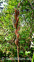 Grünliches Breitkölbchen (Platanthera chlorantha) (F048740)