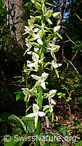Grünliches Breitkölbchen (Platanthera chlorantha) (F048742)