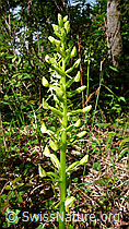 Grünliches Breitkölbchen (Platanthera chlorantha) (F048746)