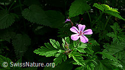Photo: Ruprechtskraut (Geranium robertianum)