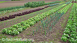 F048823: Biologischer Gemüseanbau