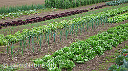 F048826: Biologisches Gemüsefeld