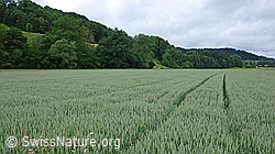 F048828: Weizenfeld im flachen Talboden