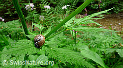 Foto: Baumschnecke (Arianta arbustorum)