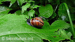 Foto: Gefleckte Schnirkelschnecke (Arianta arbustorum)