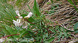 F049089: Südlicher Tragant