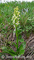 Foto: Grünliches Breitkölbchen (Platanthera chlorantha)
