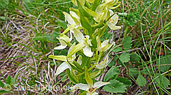 Foto: Grünliches Breitkölbchen (Platanthera chlorantha)