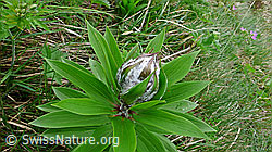 Photo: Blätter und Blütenknospe des Türkenbund