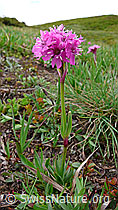 Photo: Alpen-Pechnelke (Silene suecica)