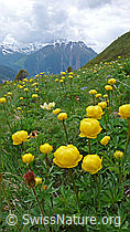 Foto: Trollblumen in Berglandschaft