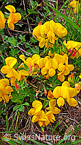 Foto: Gewöhnlicher Hornklee