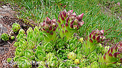 Photo: Berg-Hauswurz