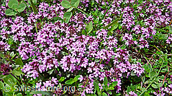 Photo: Vielhaariger Thymian