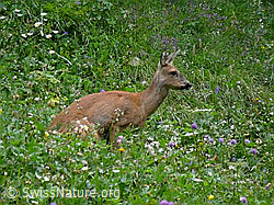 Photo: Reh in Blumenwiese
